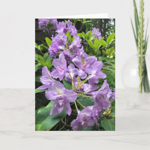 Catawbiense Boursault Rhododendrons, Oregon Card