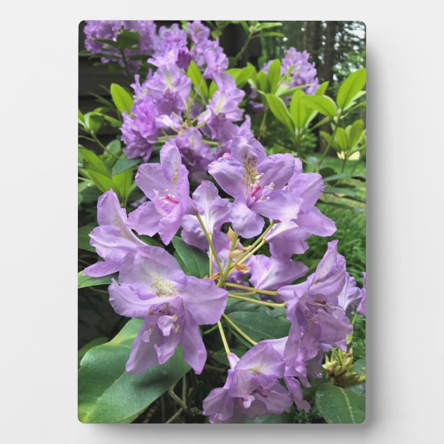 Catawbiense Boursault Rhododendrons, Oregon Plaque (Front)