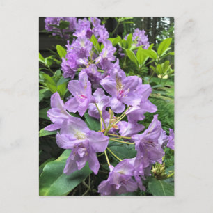 Catawbiense Boursault Rhododendrons, Oregon Postcard
