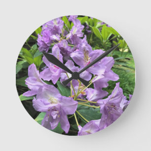 Catawbiense Boursault Rhododendrons, Oregon Round Clock
