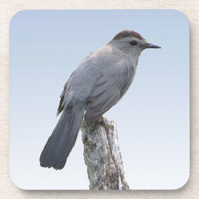Catbird Coaster (Front)