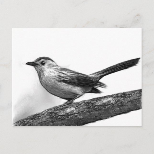 Catbird Postcard (Front)