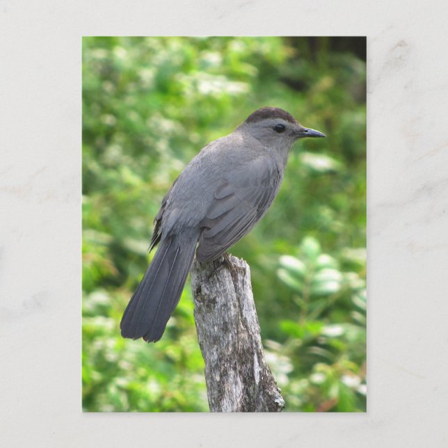 Catbird Postcard (Front)
