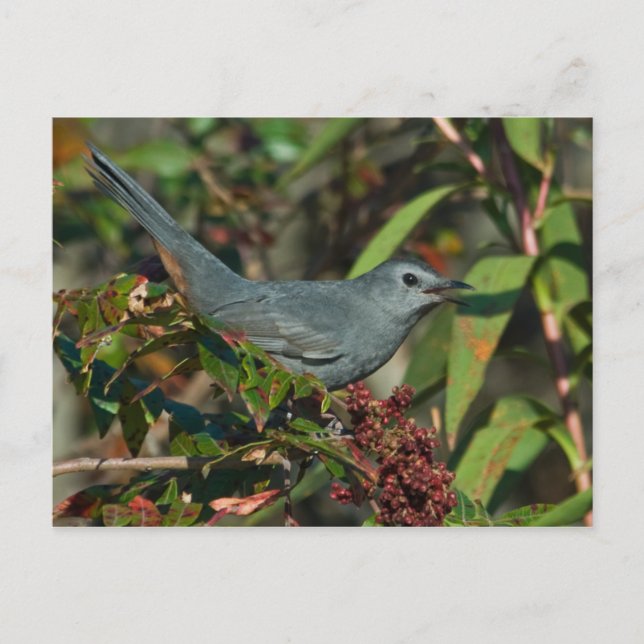 Catbird Postcard (Front)