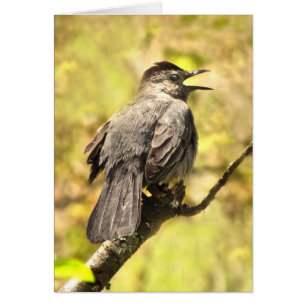 Catbird Singing His Song Blank Card