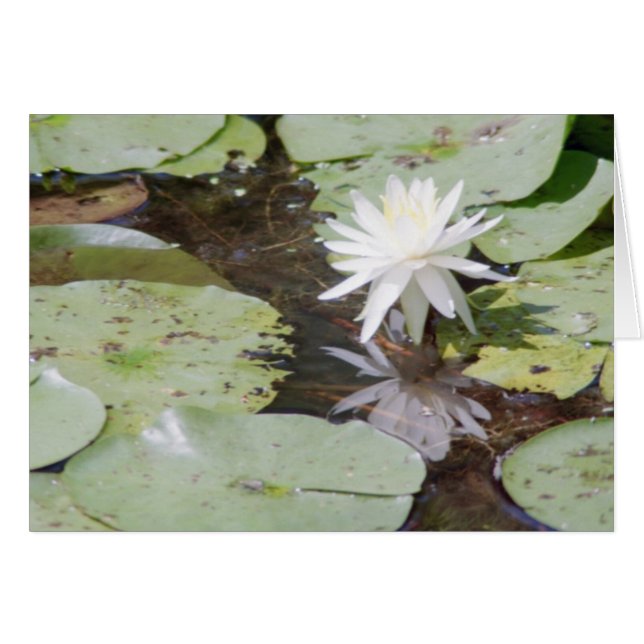 catching rays (Front Horizontal)