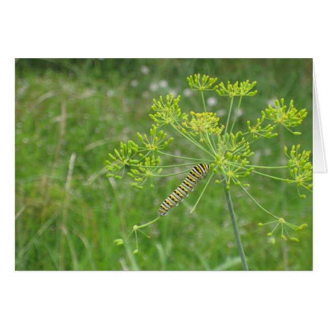 Caterpillar (Front Horizontal)