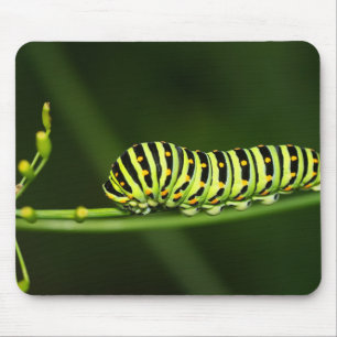 Caterpillar, butterfly, dovetail mouse mat