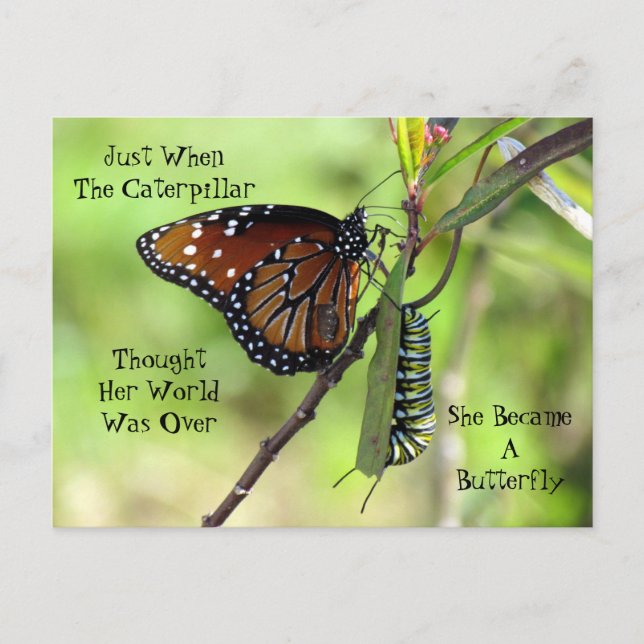Caterpillar / Butterfly Quote Postcard (Front)