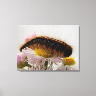 Caterpillar Canvas Print