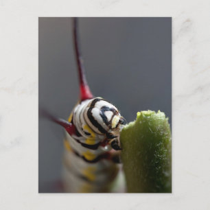 Caterpillar Close Up Postcard