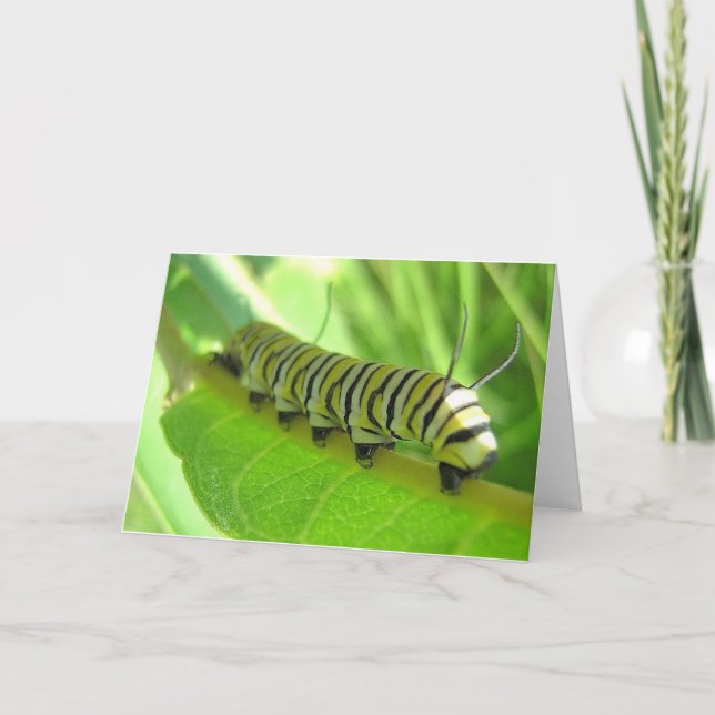Caterpillar Greeting Card (Front)