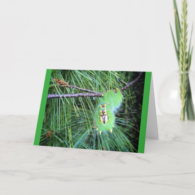 caterpillar greeting card (Front)