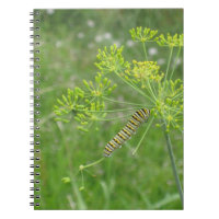 Caterpillar