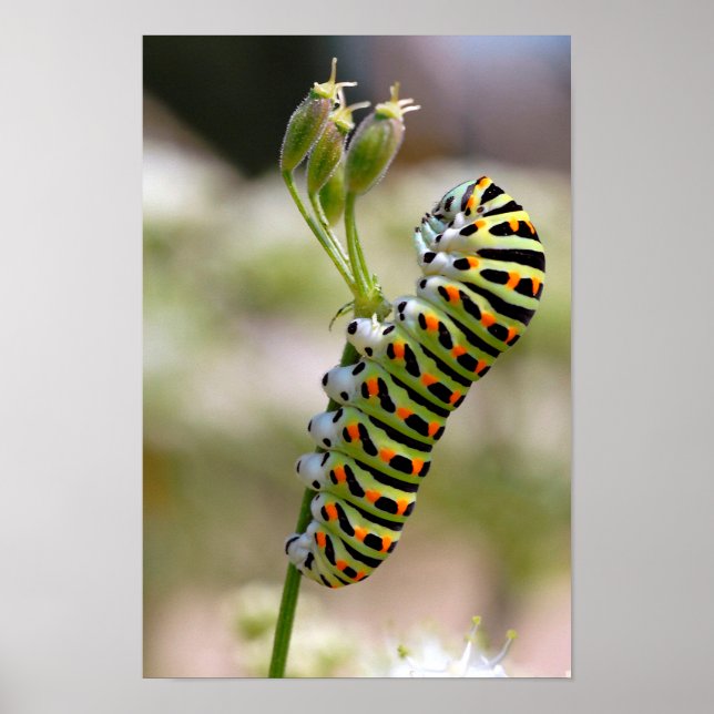 Caterpillar of swallowtail on grass poster (Front)