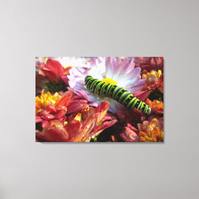 Caterpillar on Mums wrapped Canvas (Front)