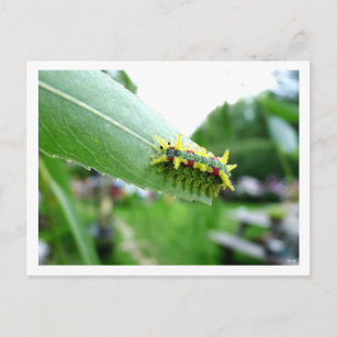 Caterpillar Postcard