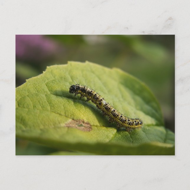 Caterpillar Postcard (Front)