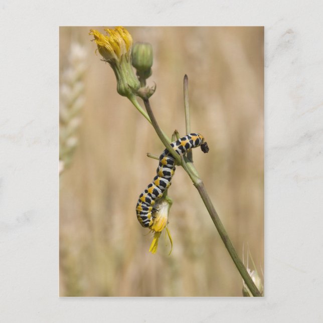 caterpillar postcard (Front)