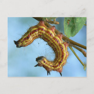 Caterpillar Postcard. Postcard