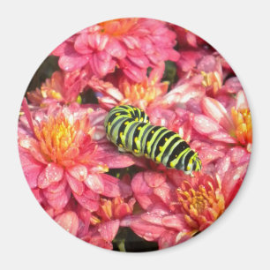 Caterpillar Stepping out Magnet