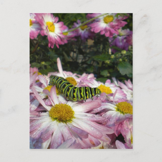 Caterpillar Stroll Postcard (Front)