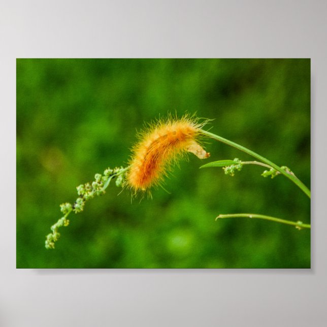 Caterpillar Yellow Wooly Worm Insects Poster (Front)