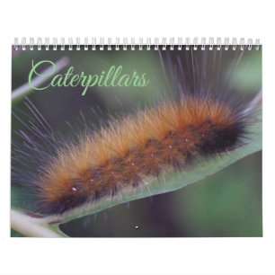 Caterpillars Calendar