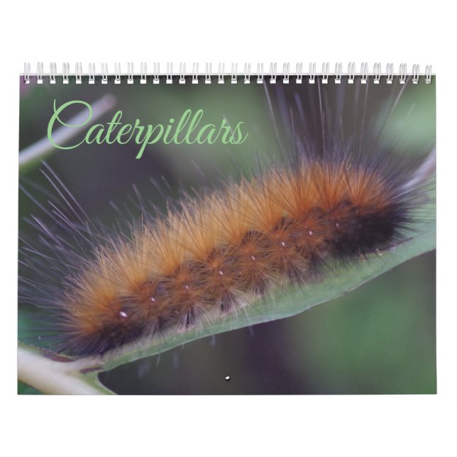 Caterpillars Calendar (Cover)