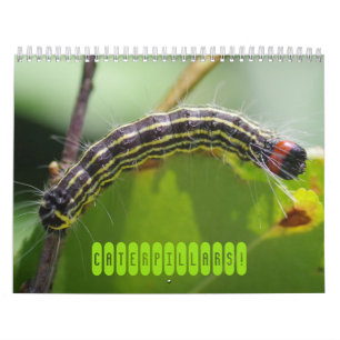 Caterpillars! Calendar