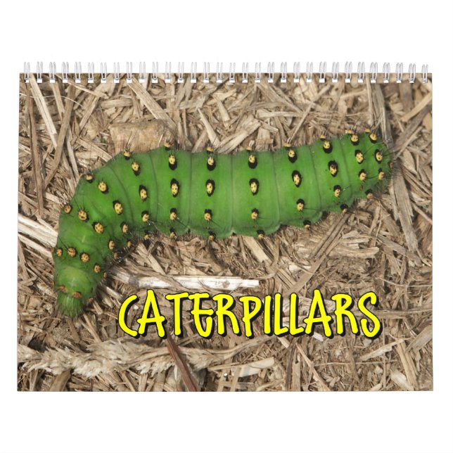 Caterpillars Wall Calendar (Cover)