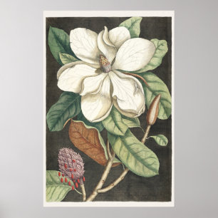 Catesby Vintage Magnolia Botanical Illustration Poster