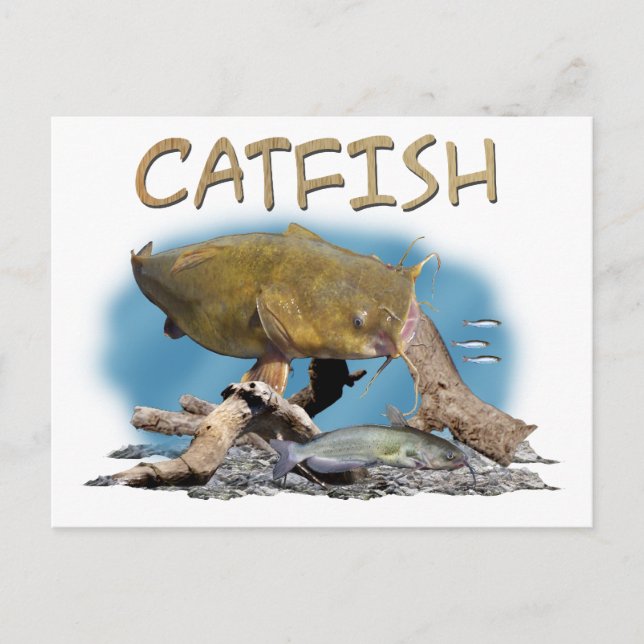 Catfish fishing art postcard (Front)