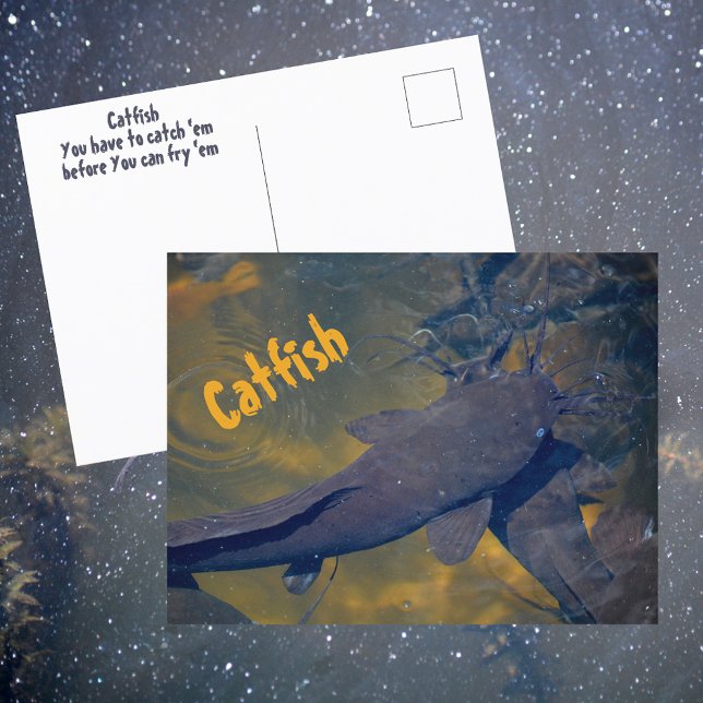 Catfish in Nature Photographic Fish Postcard (Creator Uploaded)