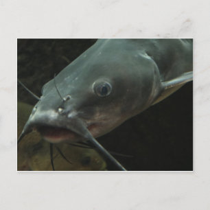 Catfish Postcard