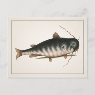 Catfish Postcard - Style I