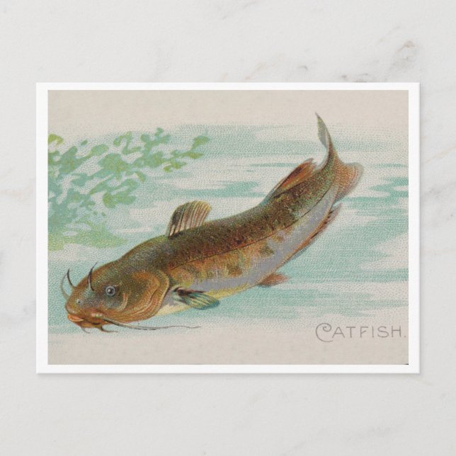 Catfish vintage illustration postcard (Front)