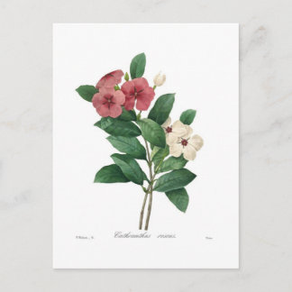 Catharanthus roseus postcard