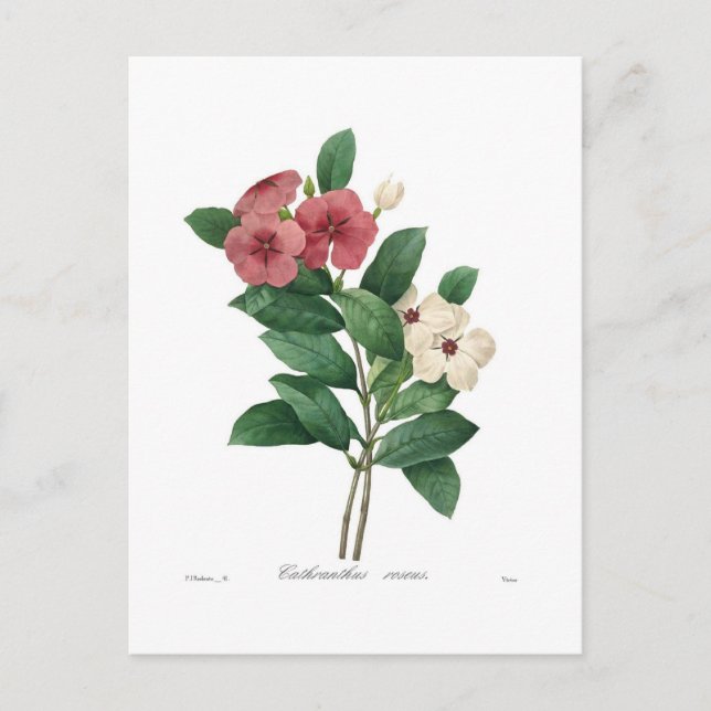 Catharanthus roseus postcard (Front)