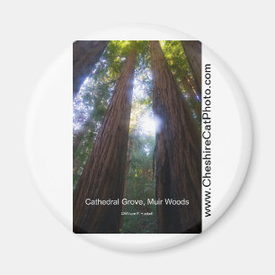 Cathedral Grove, Muir Woods California Products Magnet