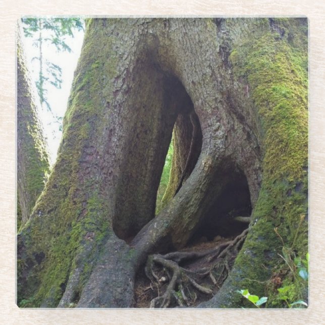 Cathedral Tree, Astoria, Oregon Glass Coaster (Front)