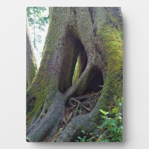 Cathedral Tree, Astoria, Oregon Plaque