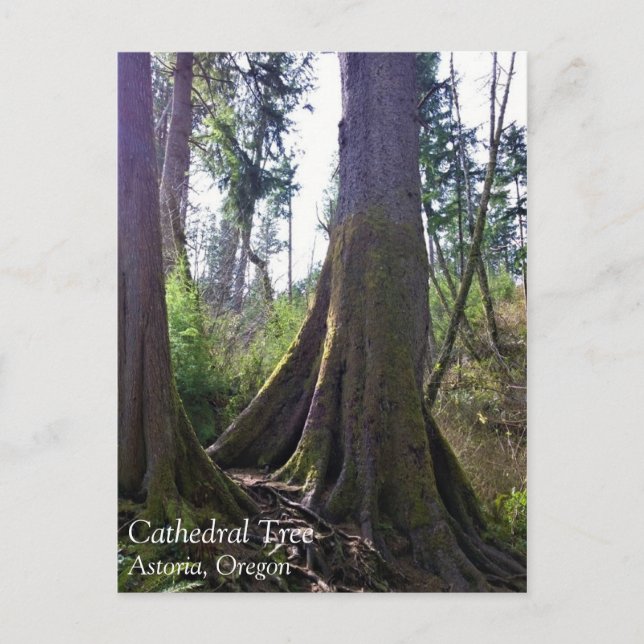 Cathedral Tree, Astoria, Oregon Postcard (Front)