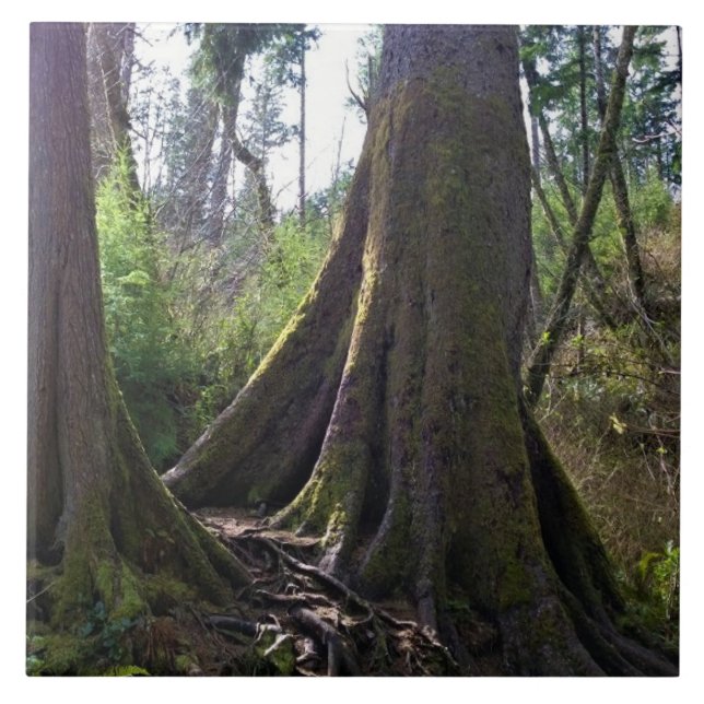 Cathedral Tree, Astoria, Oregon Tile (Front)