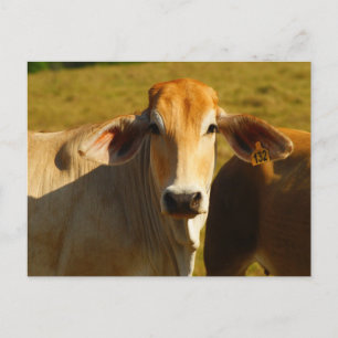 Cathine the cute cow postcard