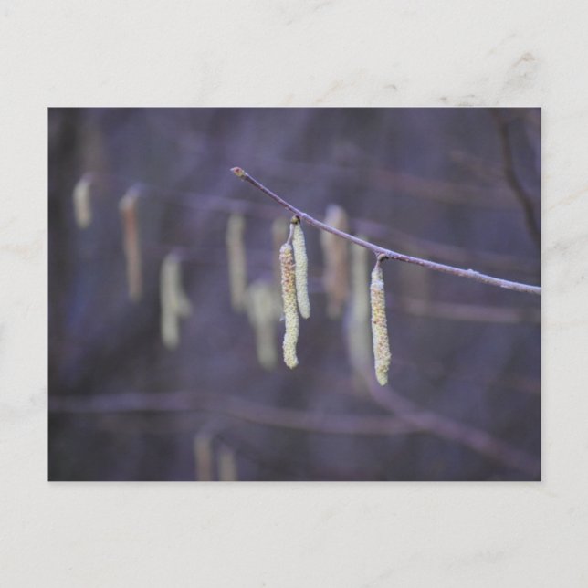 Catkins  postcard (Front)