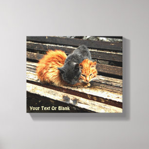 Catnap Cuties Canvas Print