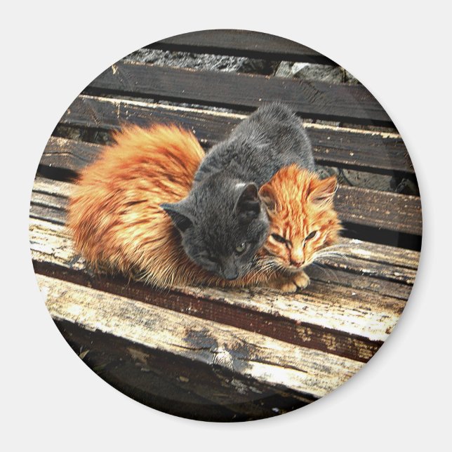 Catnap Cuties Magnet (Front)