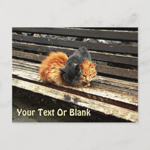 Catnap Cuties Postcard