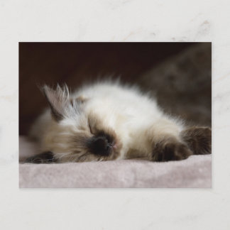 Catnapping postcard